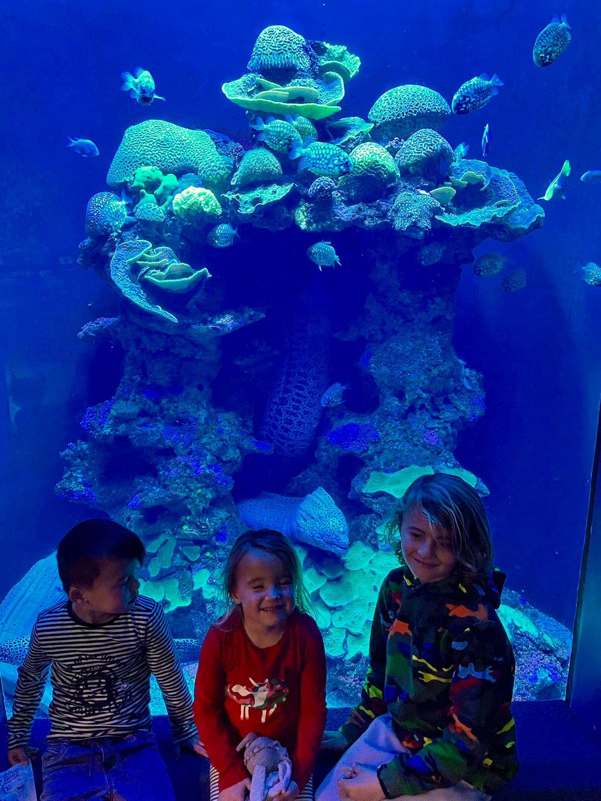 Drei Kinder vor einem Aquarium mit Fischen und Korallen.